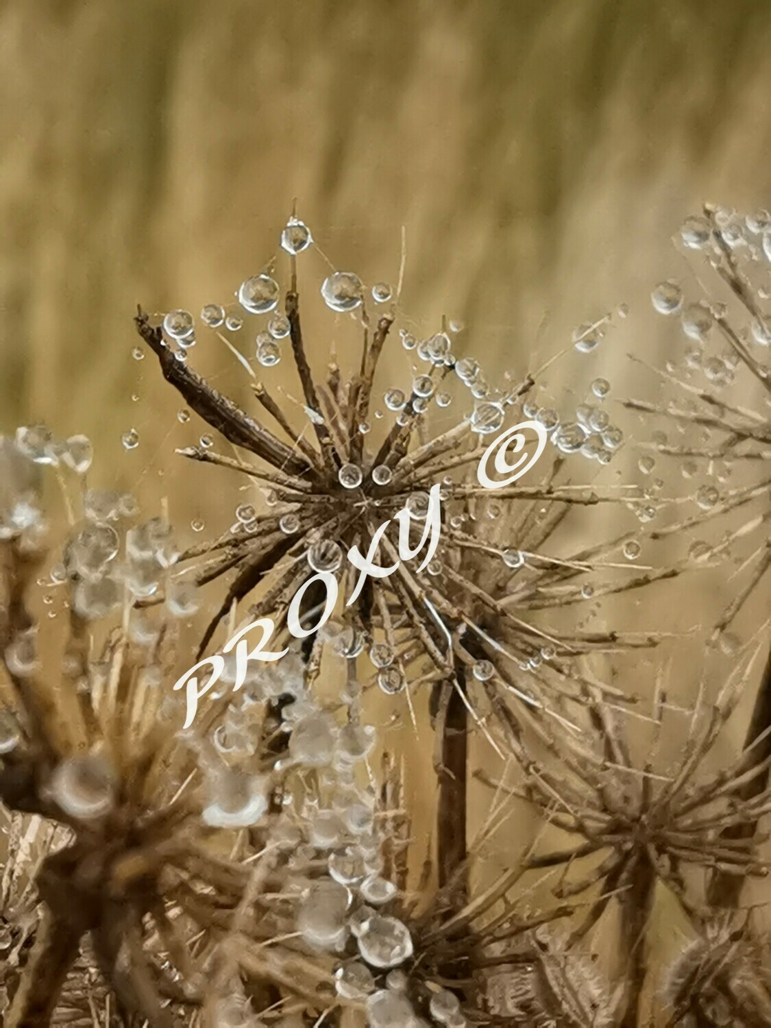 Goutte