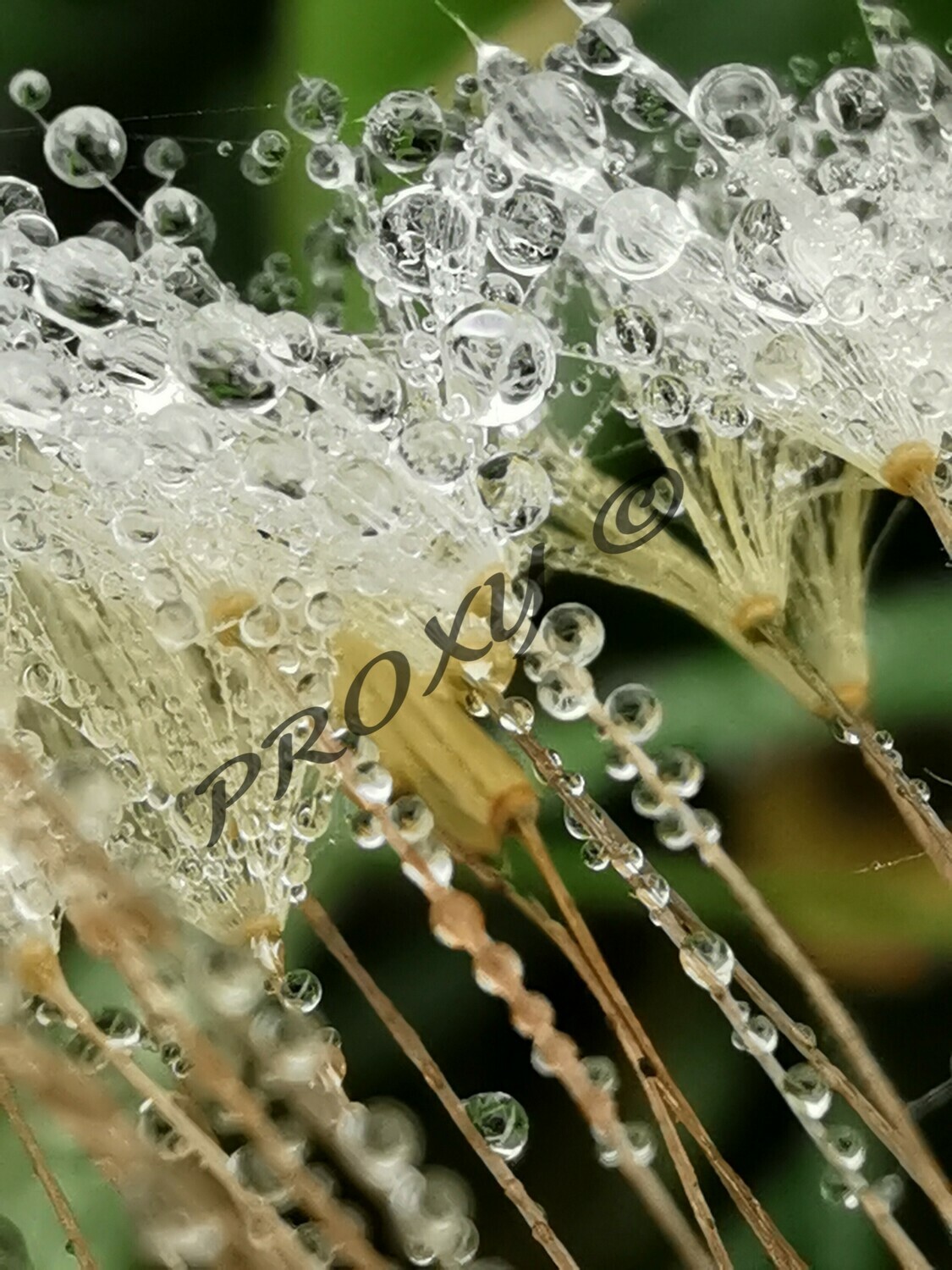 Rosée