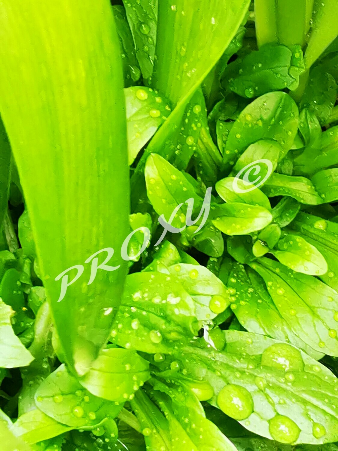 Green 2