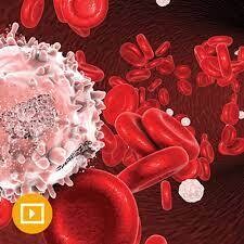 The Brigham and Dana-Farber Board Review and Comprehensive Update in Hematology and Oncology 2021