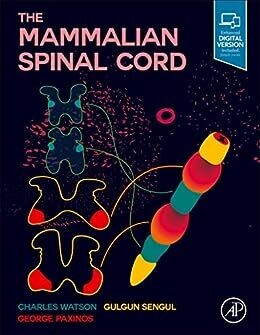 The Mammalian Spinal Cord