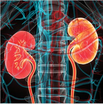 Oakstone Intensive Review of Nephrology 2024 (Videos + Slides)