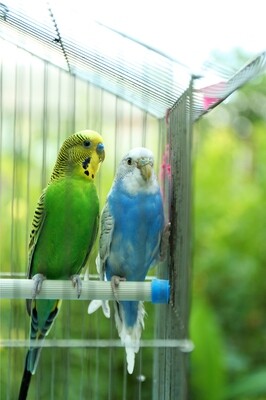 Oiseaux de cage