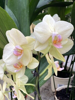 Phalaenopsis (Orchidée) jaune 2 tiges D 12 cm