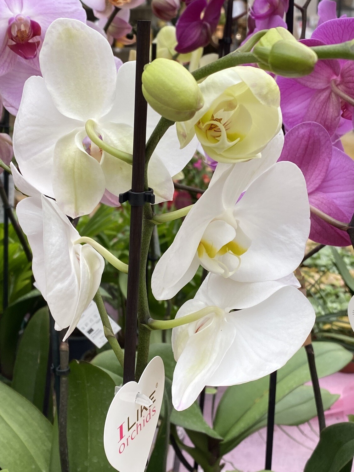 Phalaenopsis (Orchidée) blanche 1 tige D 12 cm