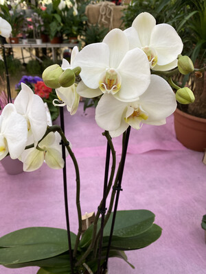 Phalaenopsis (Orchidée) blanche 2 tiges D 12 cm
