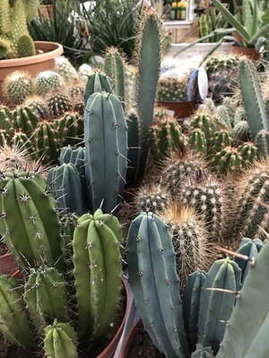 Cactus pot 13cm