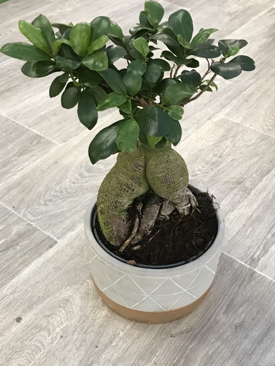 Ficus ginseng + cache-pot Ø17 cm