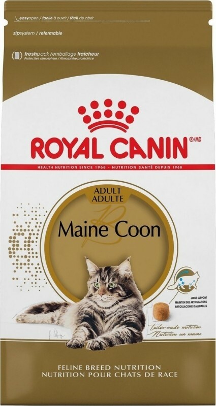 Maine coon adult