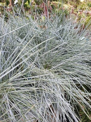 Festuca glauca Intense Blue, pot de 2L