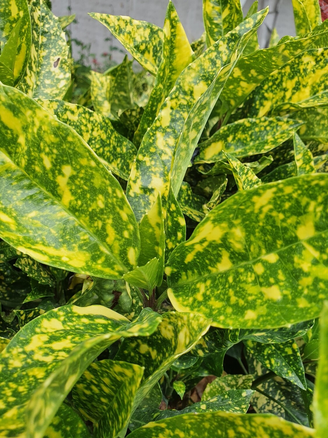 Aucuba japonica 'crotonofolia', pot de 4,5L