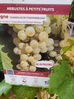 Vitis vinifera 'Chasselas de Fontainebleau', 100/150 cm, pot de 4L