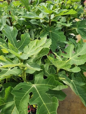 Ficus variés, pot de 7,5 L