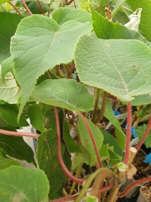 Actinidia deliciosa &#39;Tomuri&#39;(mâle), pot de 1,5L