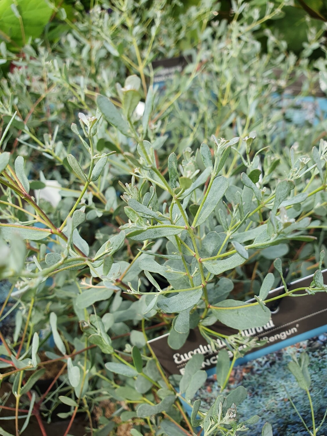 Eucalyptus gunnii France Bleu 'rengun', pot de 3L