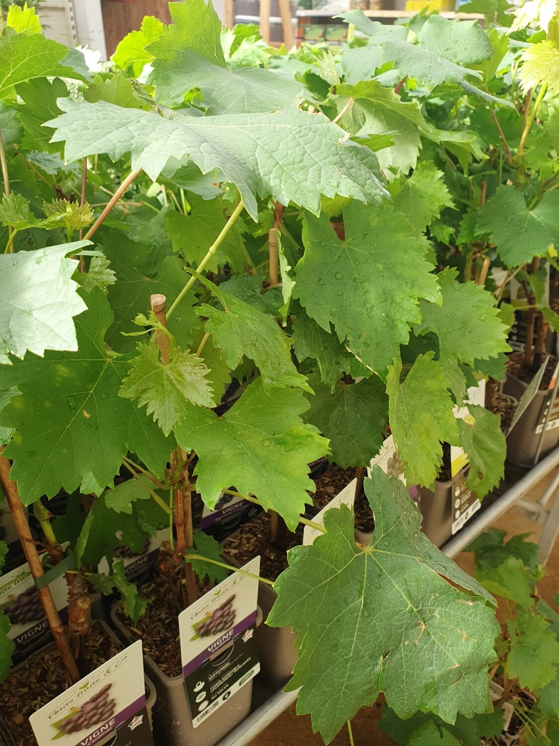 Vitis variés, pot de 1,5L code C