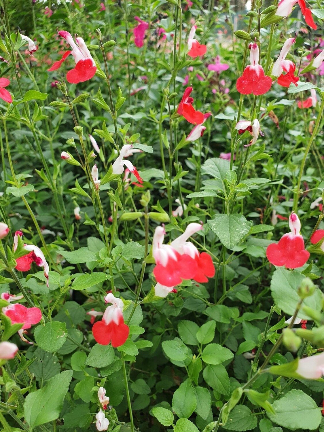 Salvia microphylla variées, pot de 7,5L