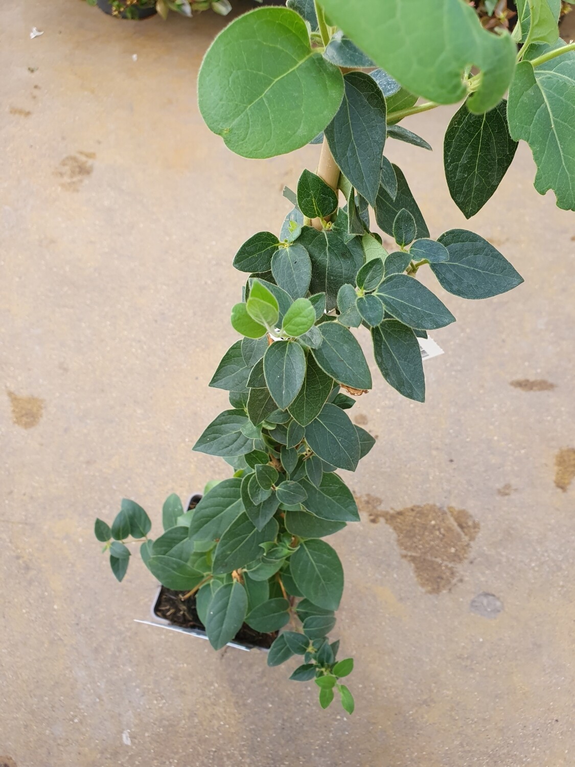 Lonicera japonica 'Halliana', pot de 1,3L