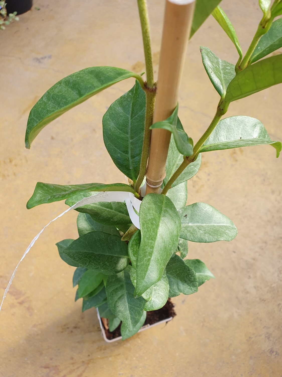 Trachelospemum jasminoides, pot de 1,3L