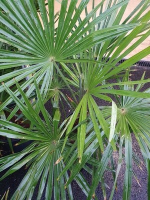 Trachycarpus fortunei, 60/80, pot de 15L