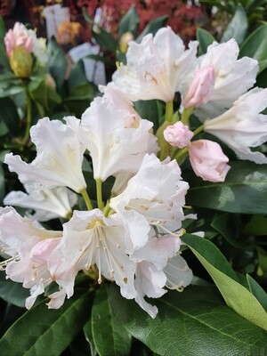 Rhododendron variés, pot de 4,5L
