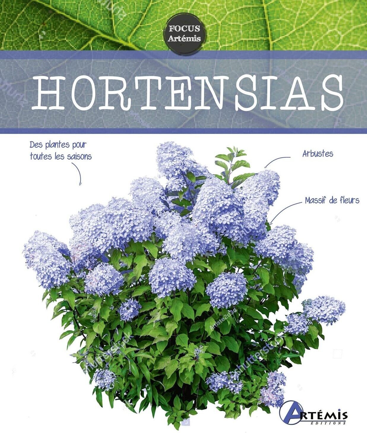 Hortensias - Editions Artémis