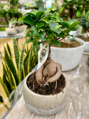 Ficus Ginseng pot 22cm