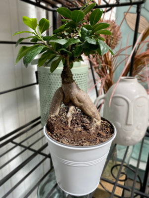 Ficus Ginseng pot 12cm