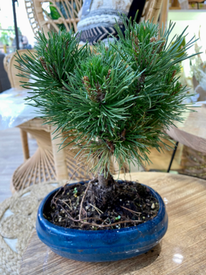 Bonsaï Pinus 21cm céramique