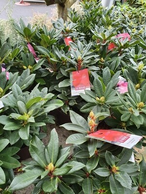 Rhododendron hybride variés, 30/40 en pot de 5L