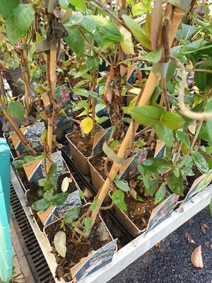 Lonicera japonica chinensis, 40/60 pot de 1,3L