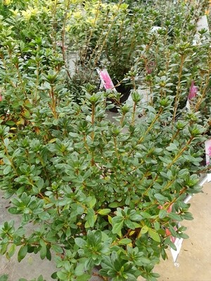 Azalea japonica variées, pot de 3L