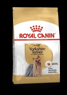 Yorkshire Terrier Adulte
