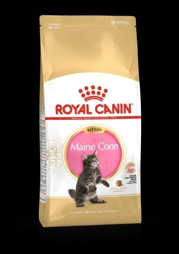 Kitten Maine coon 2kg