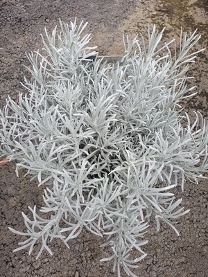 Helichrysum italicum, pot de 19