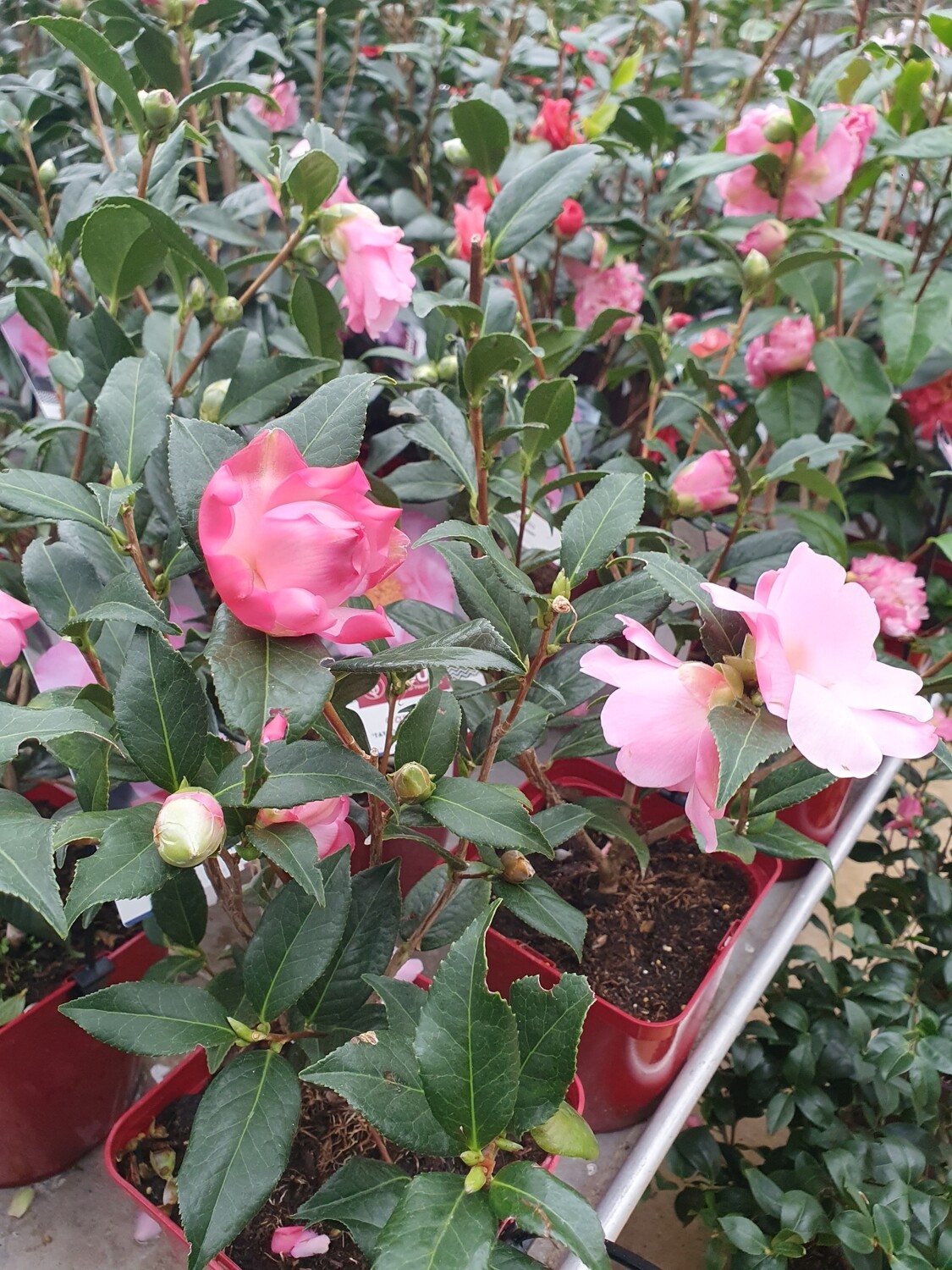 Camellia (variés), pot de 4L