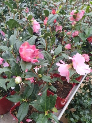 Camellia (variés), pot de 4L
