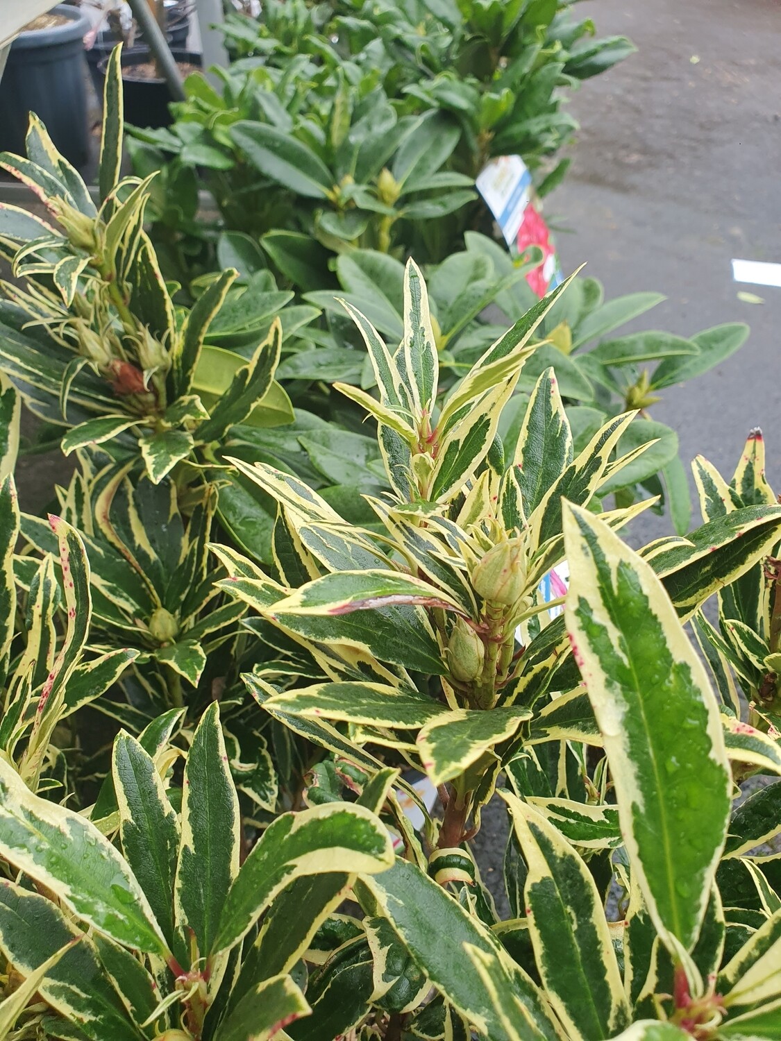 Rhododendron variés, en pot de 7L