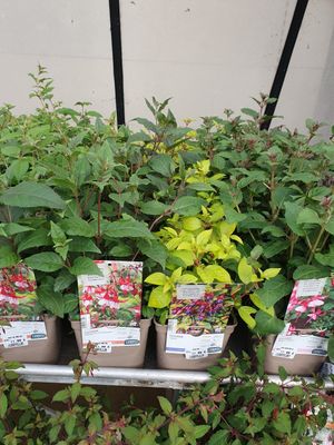 Fuchsia rustique variés, pot de 2 L
