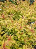 Spirea japonica Little Flame, pot de 3L