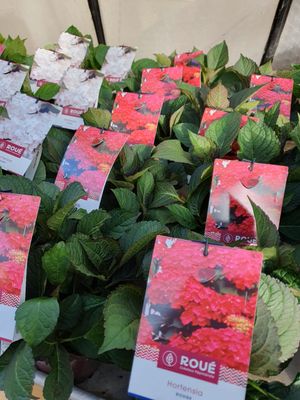 Hydrangea macrophylla (variés), pot de 2L