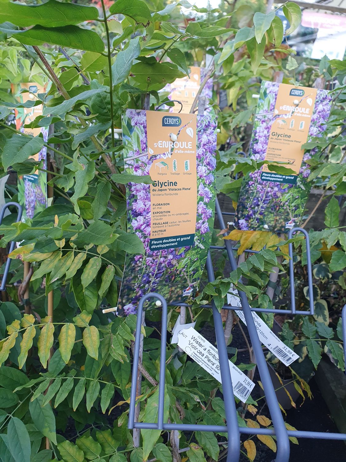 Wisteria floribunda &#39;violacea plena&#39;, 90/120, pot de 3L