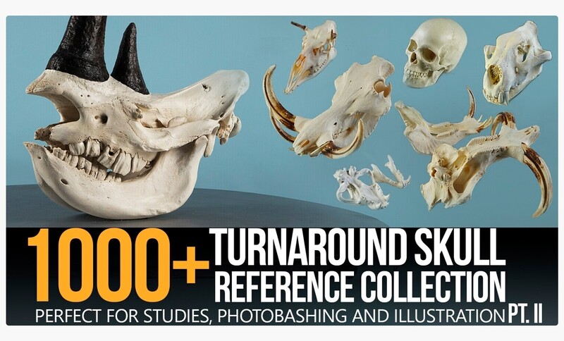 1000+ Skull Reference Collection (Pt. II)