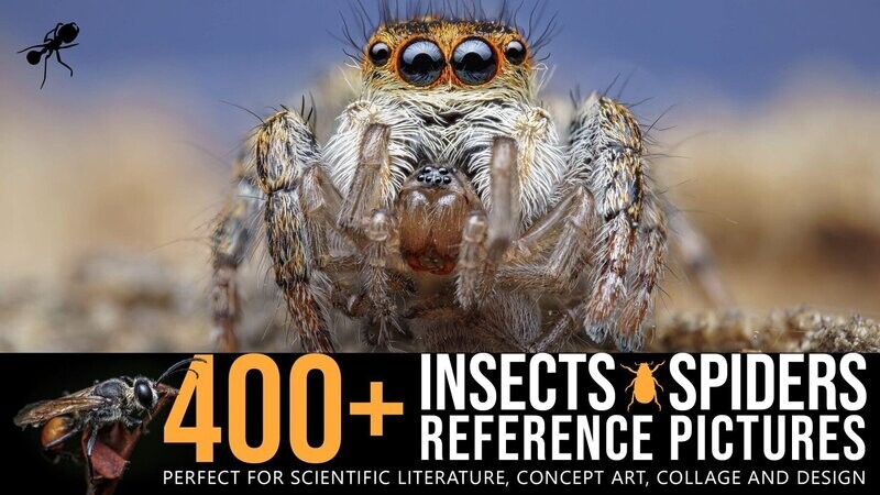 400+ Insects and Spiders Reference Pictures