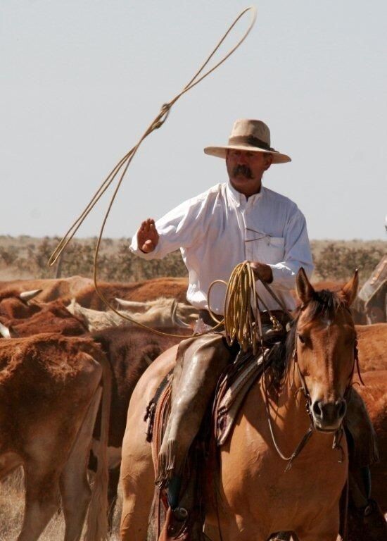 WORKING COW HORSE
