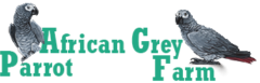 African grey parrot lovers