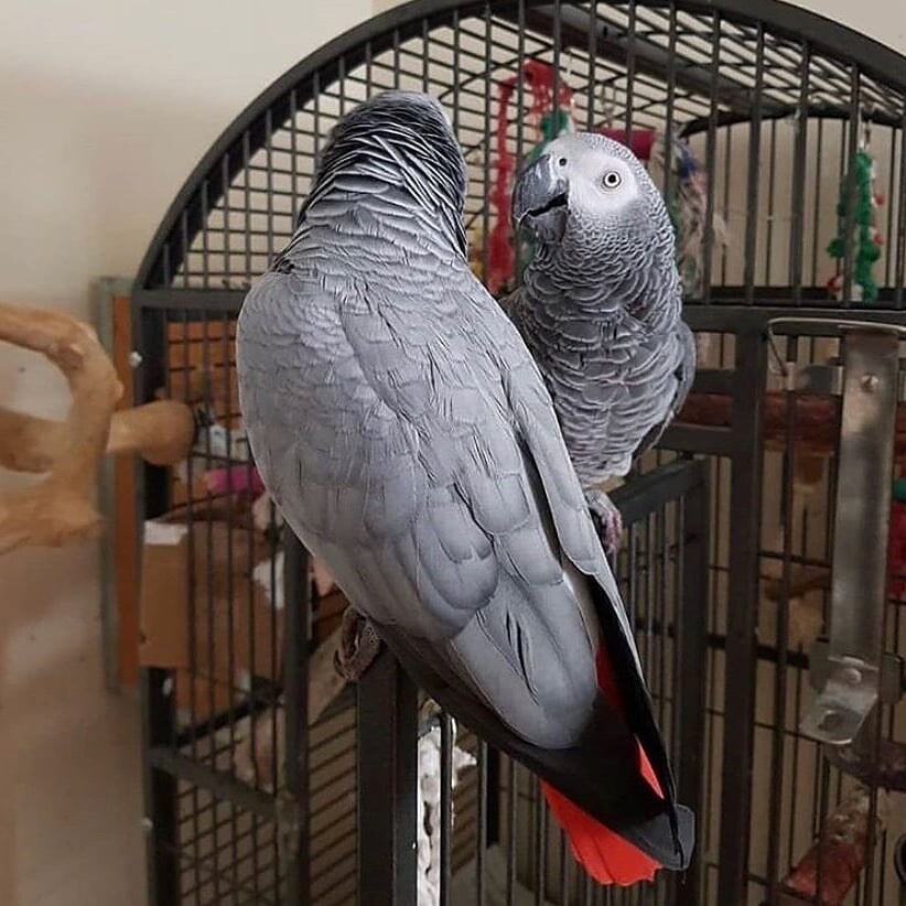 African Grey Parrots Thom And France