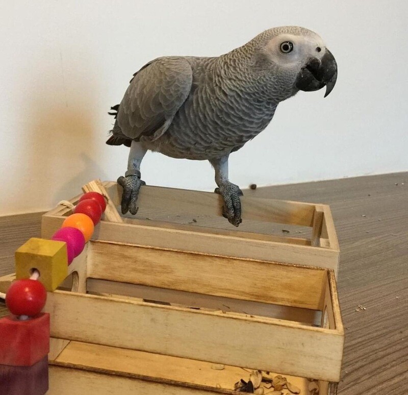 Coco