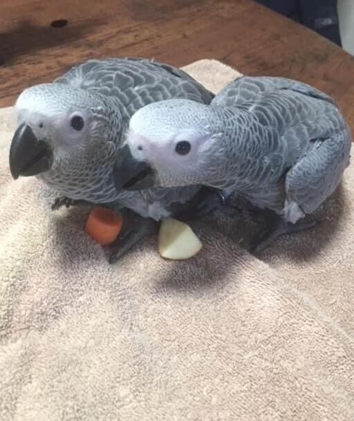 Titi And George