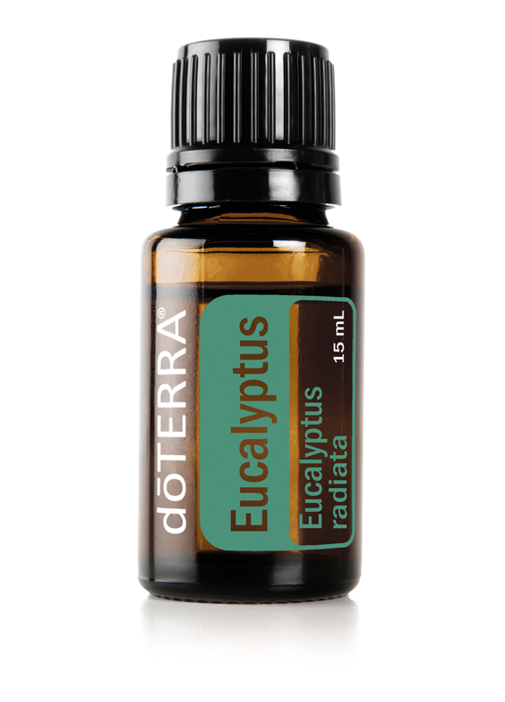 Eucalyptus 
(Eucalyptus Radiata)